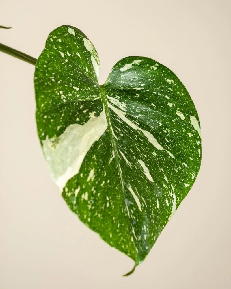 Monstera Raritäten-Duo • feey
