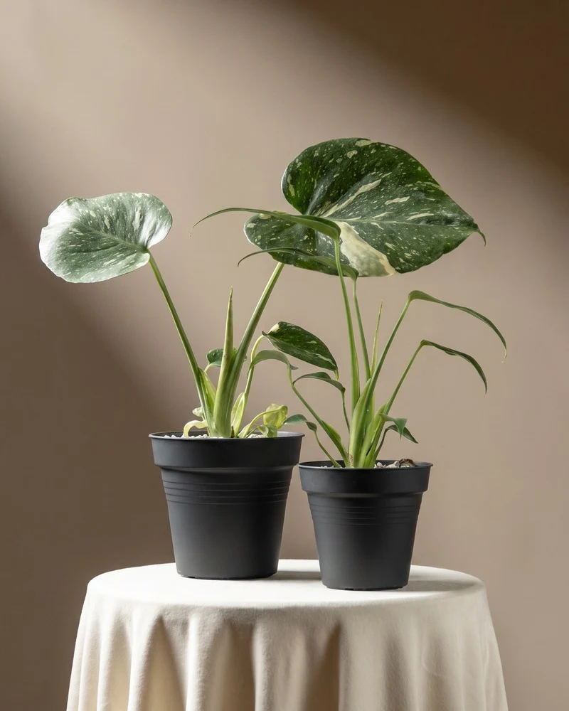 Monstera Raritäten-Duo • feey