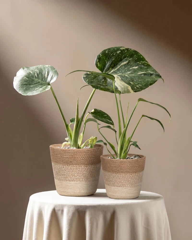Monstera Raritäten-Duo • feey