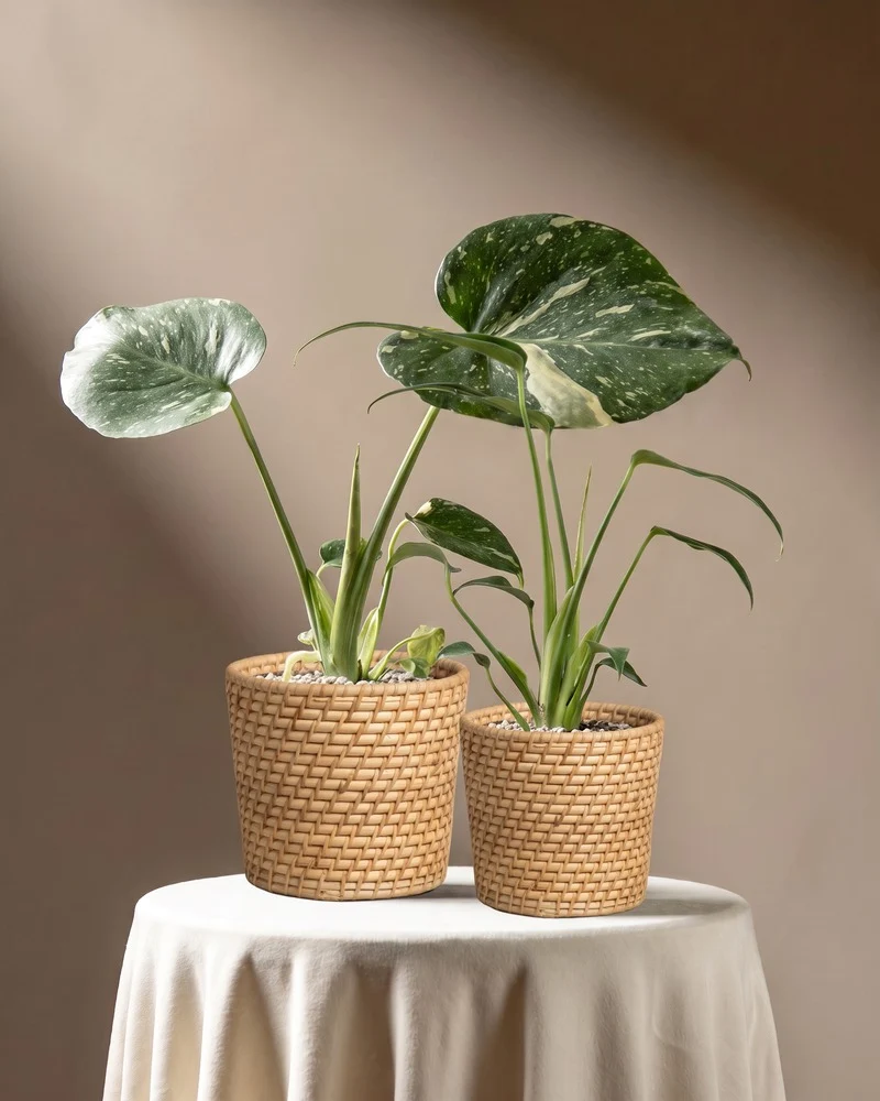 Monstera Raritäten-Duo • feey