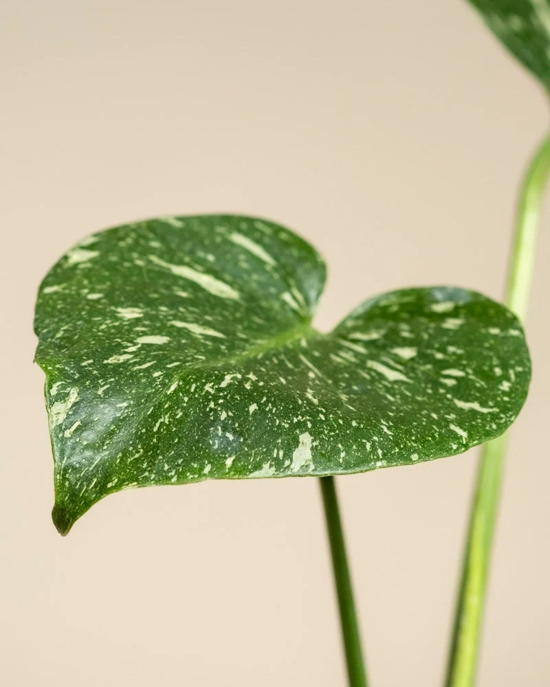 Monstera Raritäten-Duo • feey