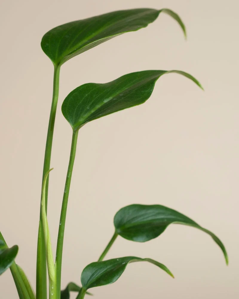 Monstera Raritäten-Duo • feey