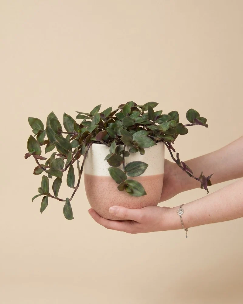 Tradescantia 'Bunny Bellies' • feey