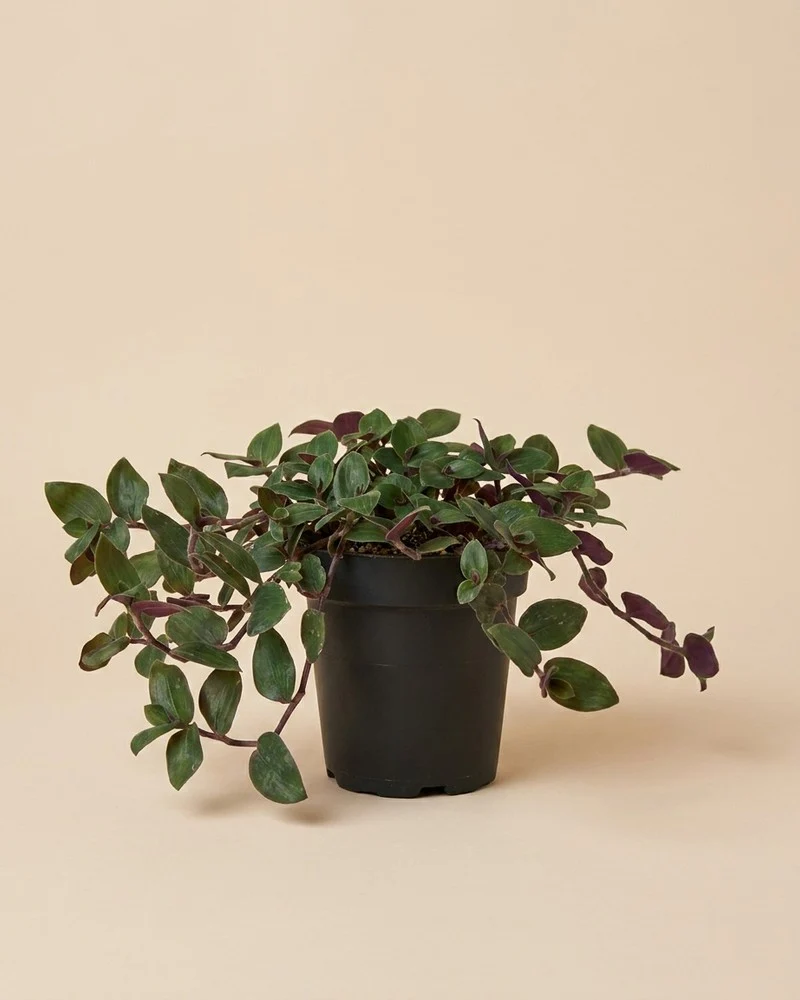 Tradescantia 'Bunny Bellies' • feey