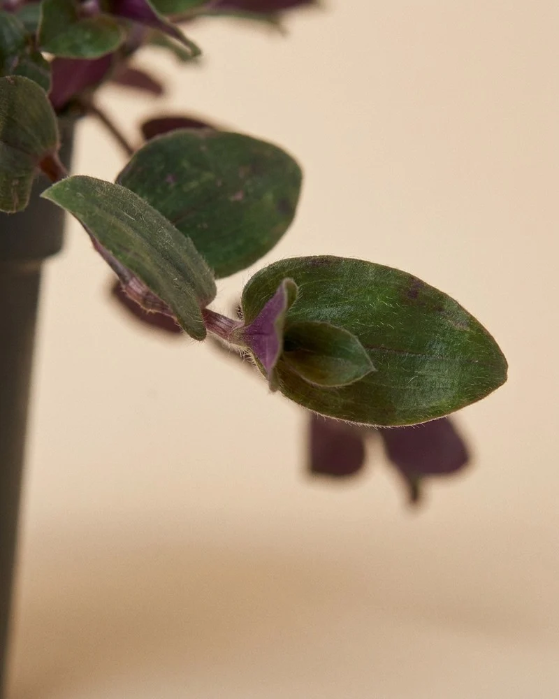 Tradescantia 'Bunny Bellies' • feey