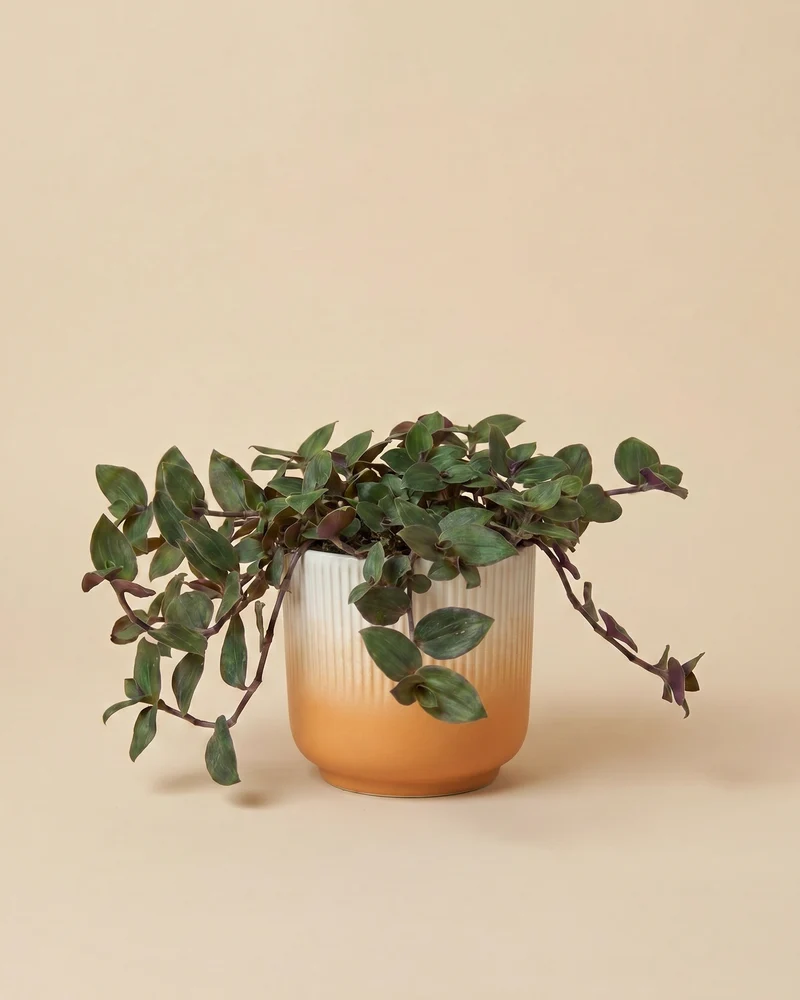 Tradescantia 'Bunny Bellies' • feey