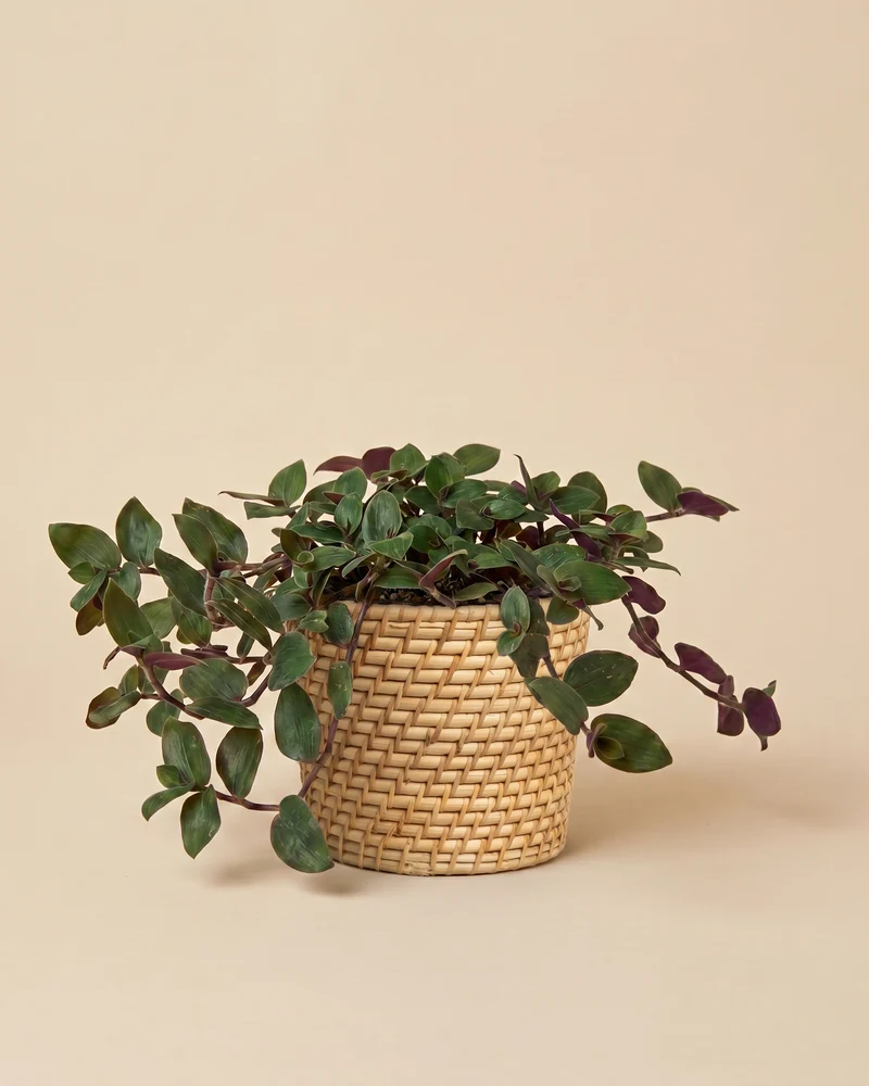 Tradescantia 'Bunny Bellies' • feey