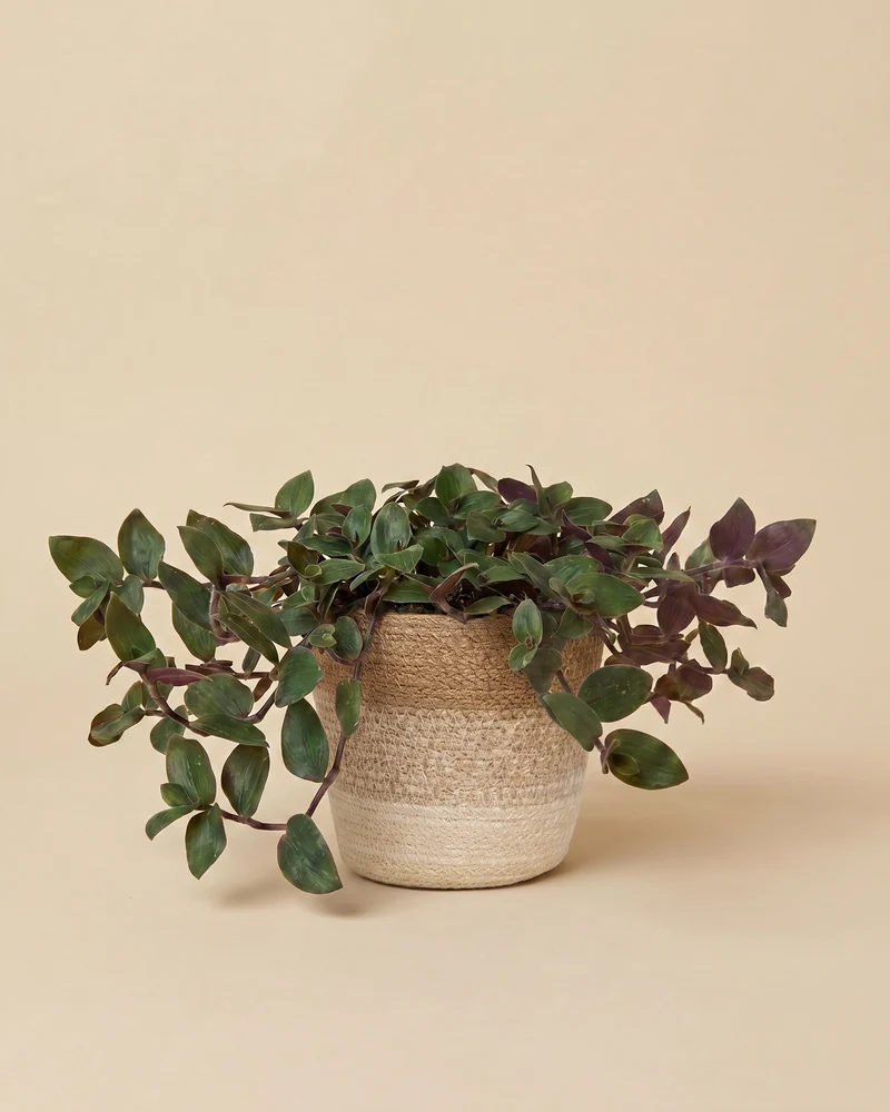 Tradescantia 'Bunny Bellies' • feey