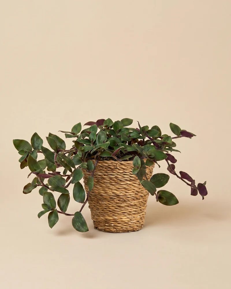 Tradescantia 'Bunny Bellies' • feey