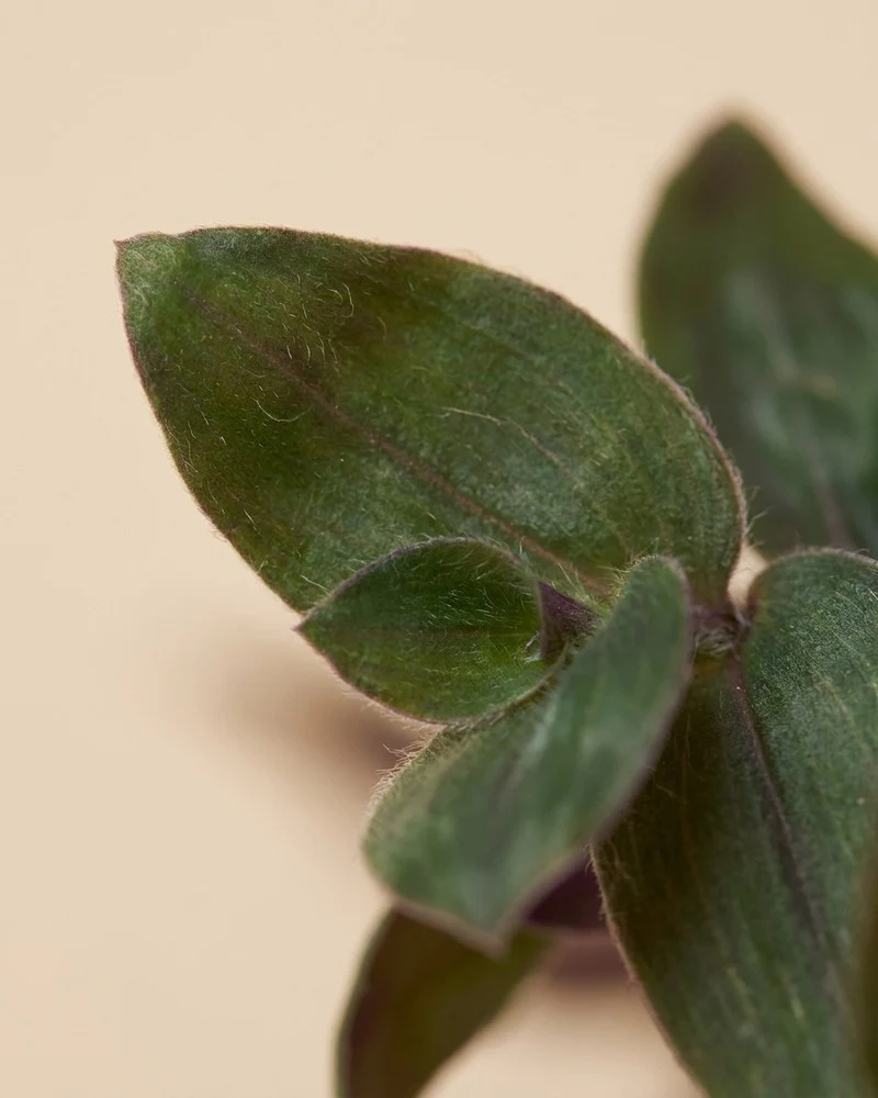 Tradescantia 'Bunny Bellies' • feey