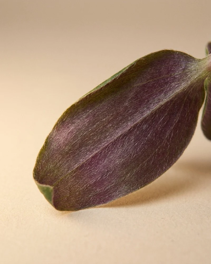 Tradescantia 'Bunny Bellies' • feey