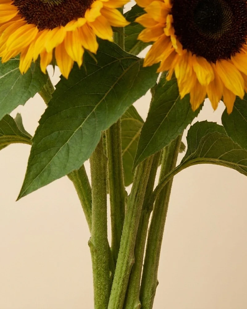 Sonnenblumen