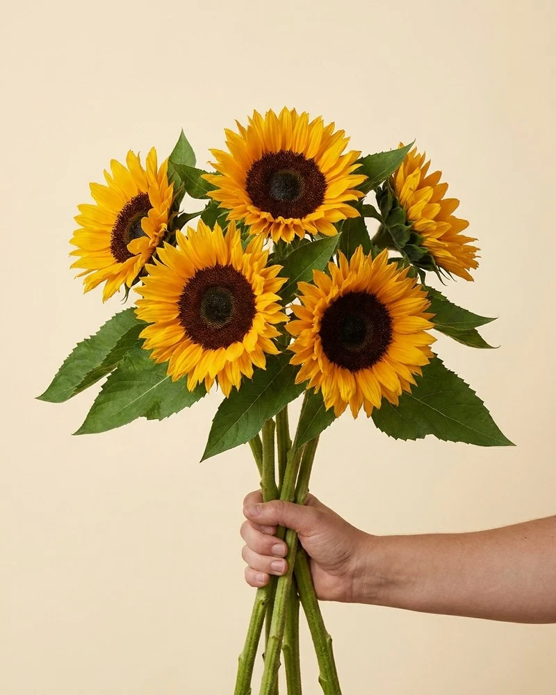 Sonnenblumen