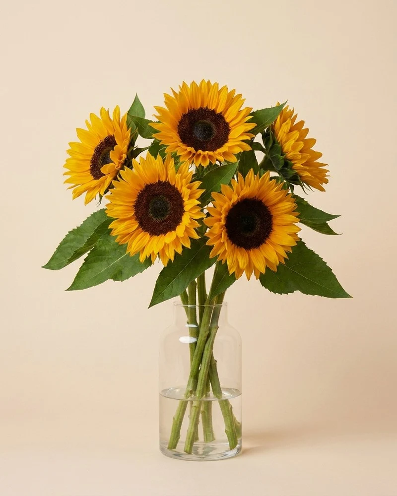Sonnenblumen