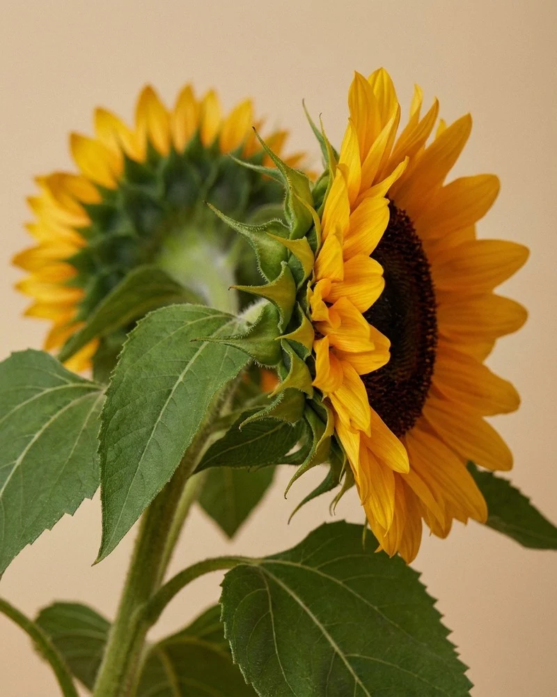 Sonnenblumen