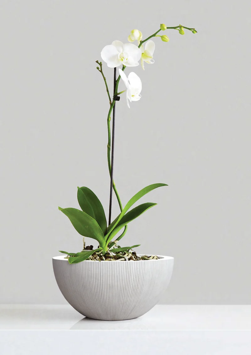 Pflanzkübel Classic Egg Pot – Eschbach Vertical Lines mit vertikaler Rillenstruktur