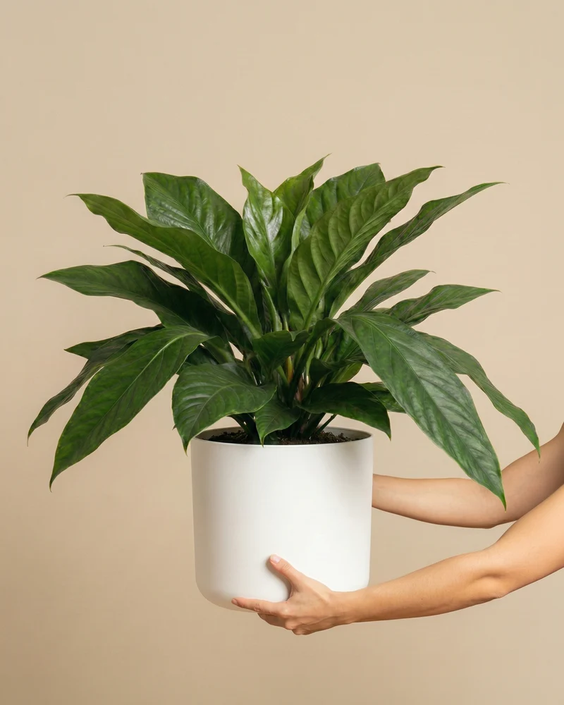 Anthurium 'Jungle Bush' XL