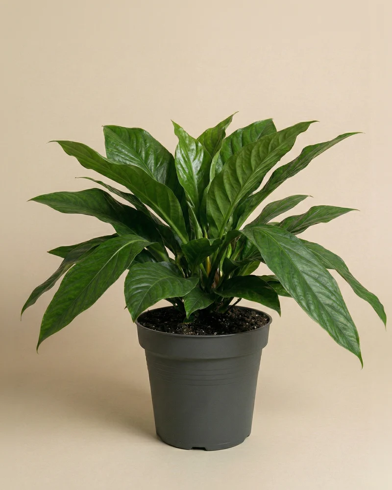 Anthurium 'Jungle Bush' XL