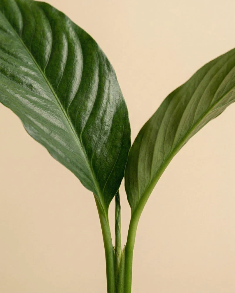 Anthurium 'Jungle Bush' XL