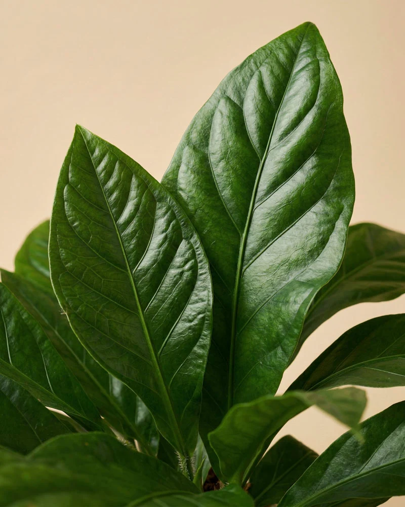Anthurium 'Jungle Bush' XL