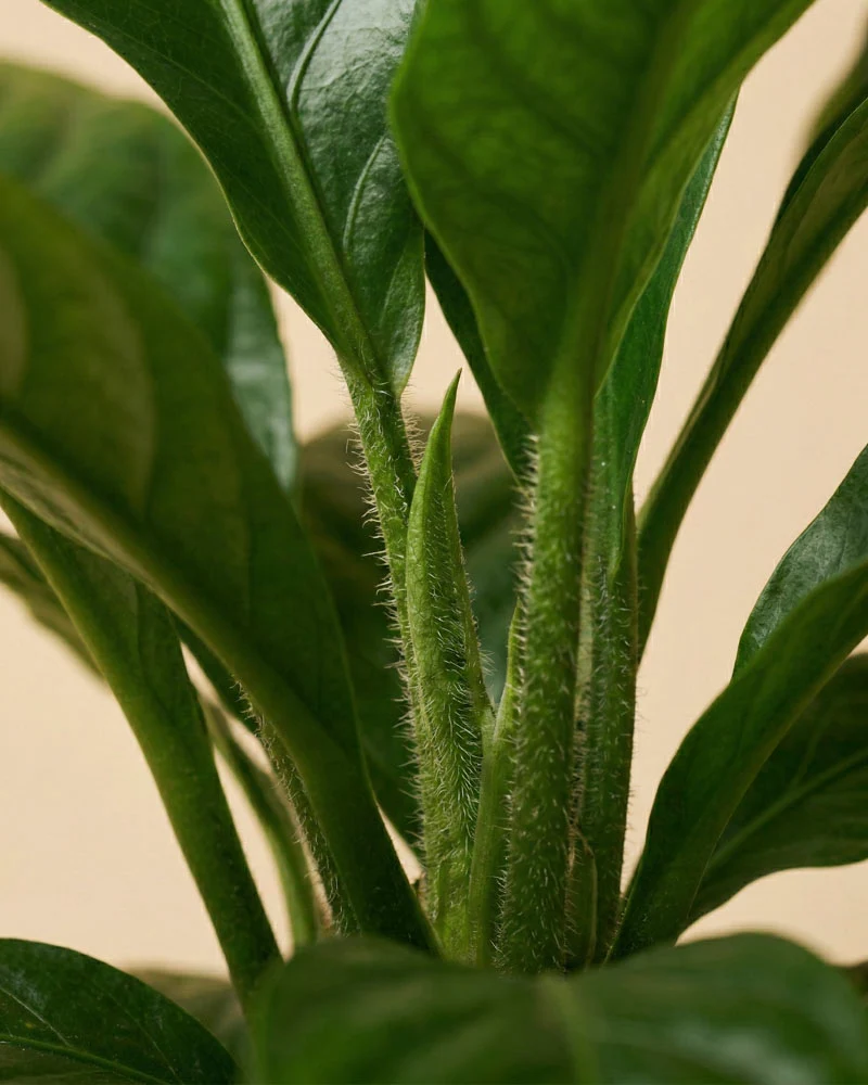 Anthurium 'Jungle Bush' XL