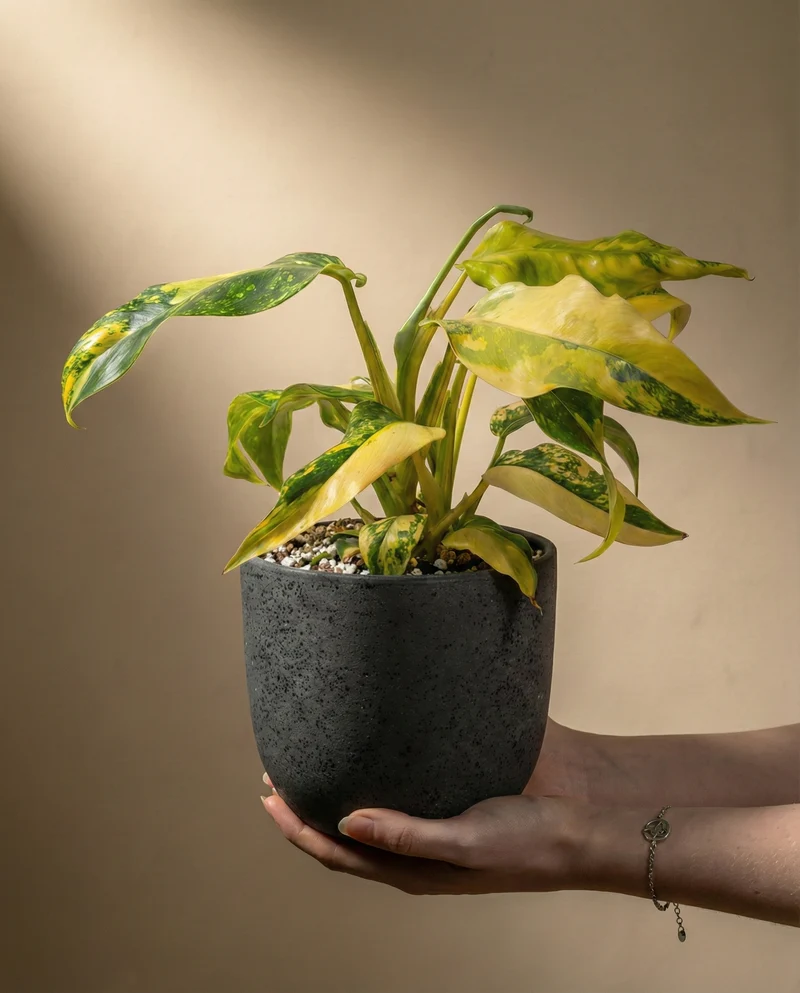 Monstera standleyana 'Aurea' • feey