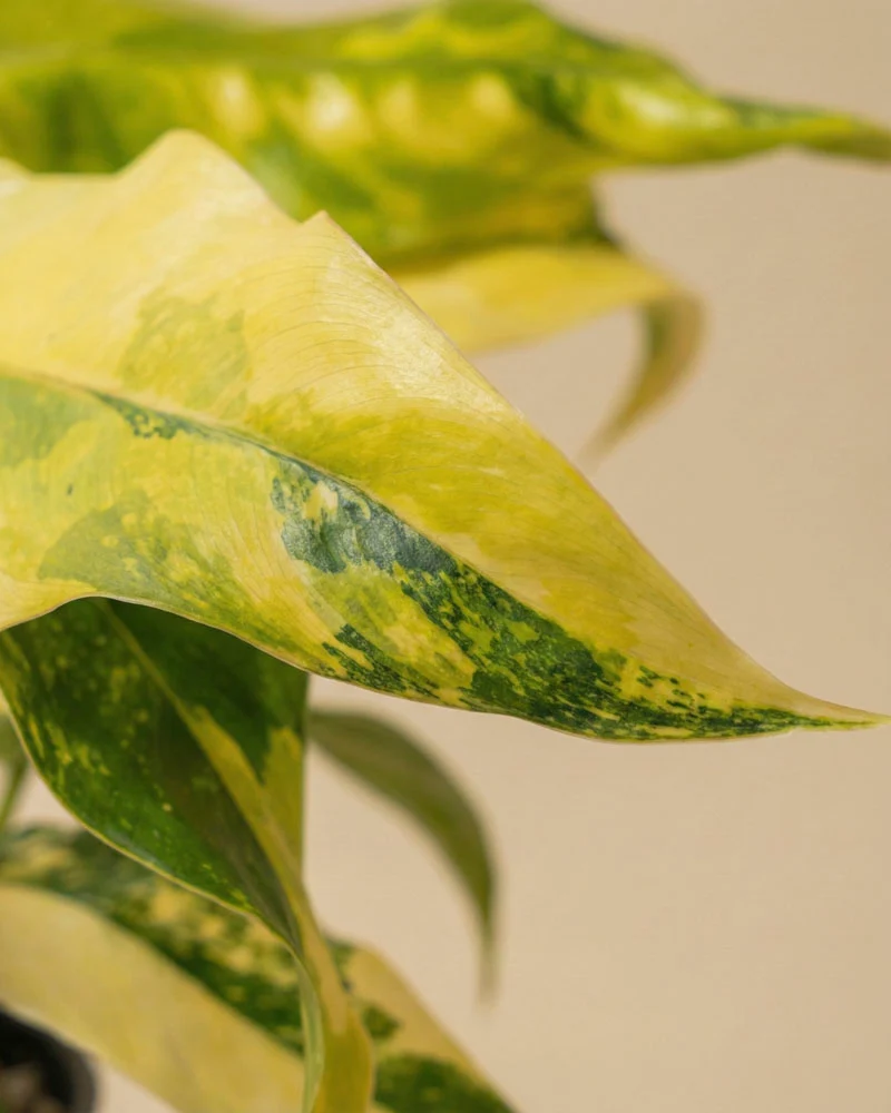 Monstera standleyana 'Aurea' • feey