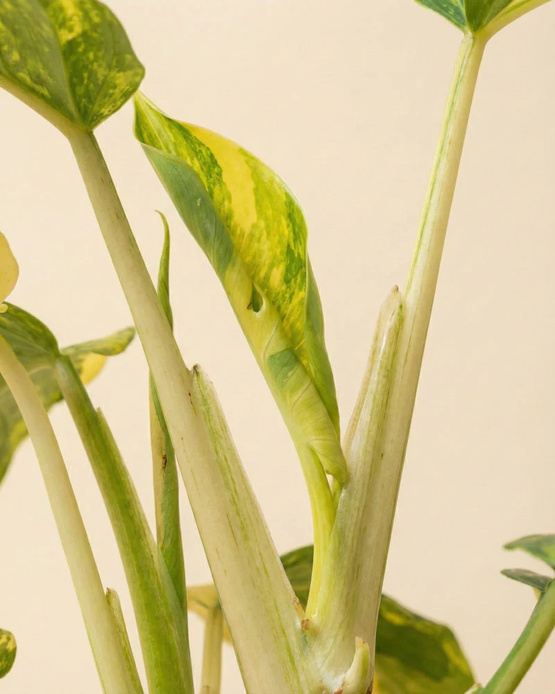 Monstera standleyana 'Aurea' • feey