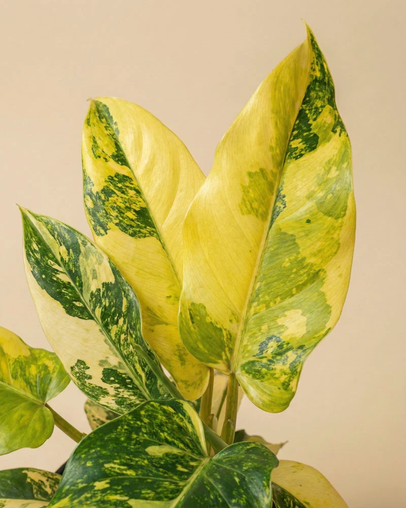 Monstera standleyana 'Aurea' • feey