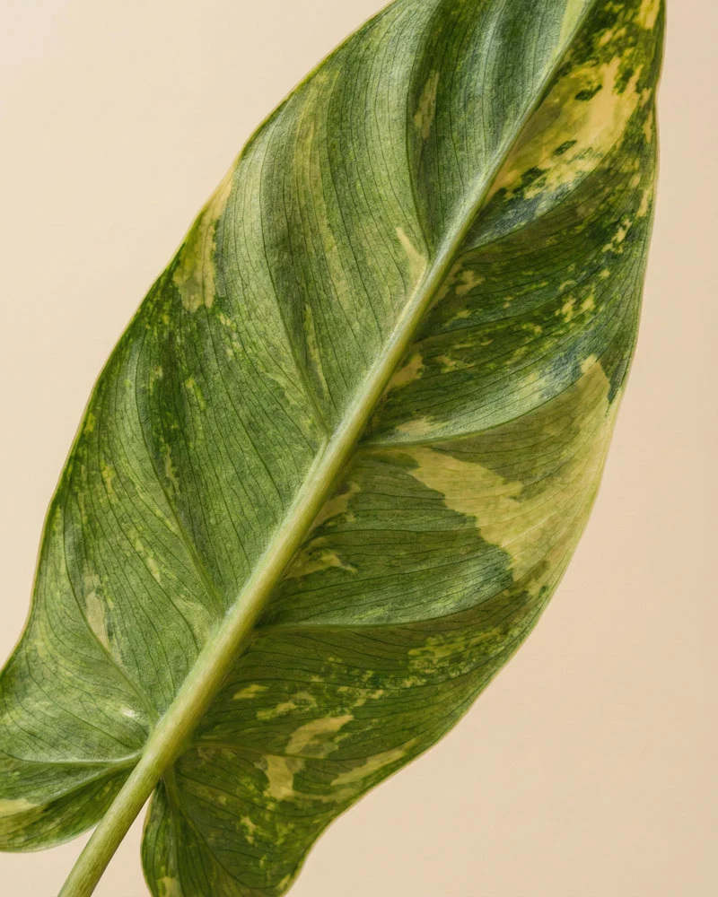 Monstera standleyana 'Aurea' • feey