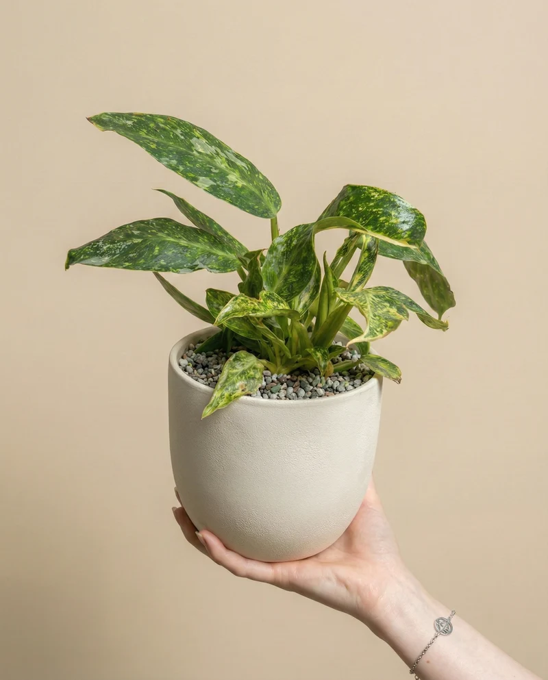 Philodendron 'Jose Buono' • feey