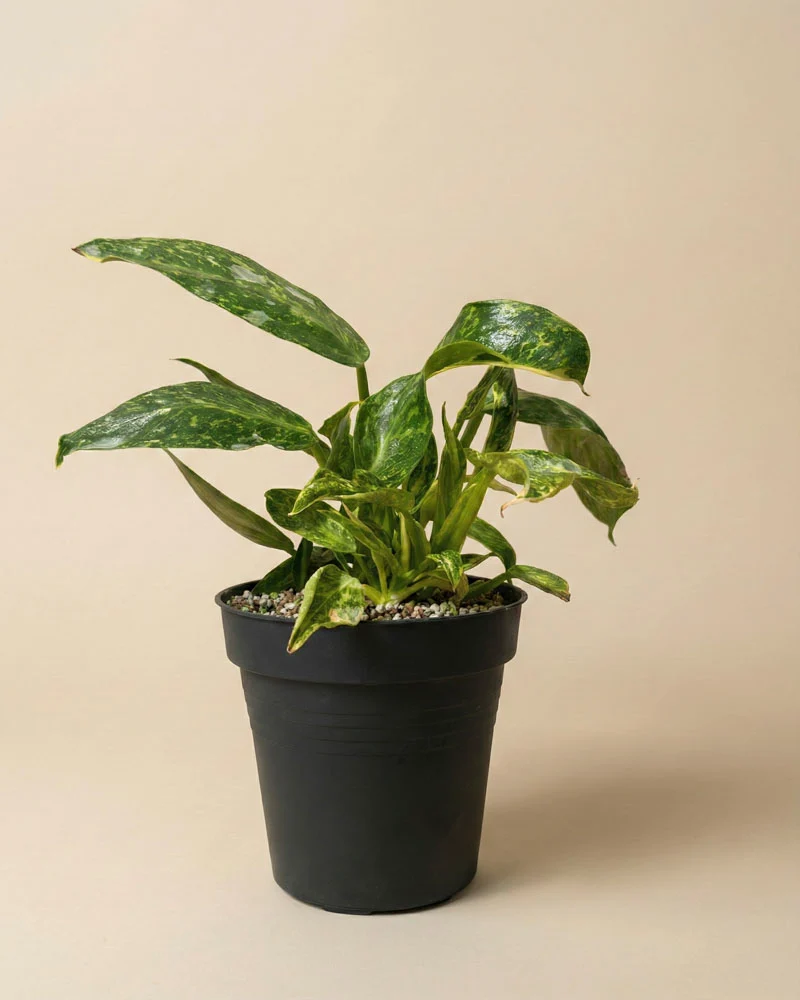 Philodendron 'Jose Buono' • feey