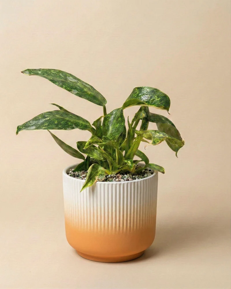 Philodendron 'Jose Buono' • feey