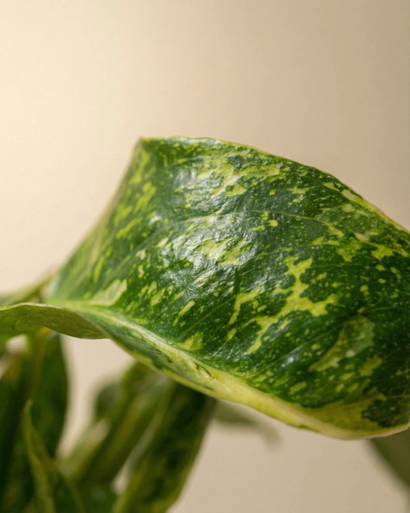 Philodendron 'Jose Buono' • feey