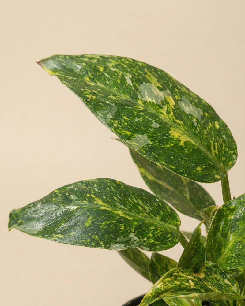 Philodendron 'Jose Buono' • feey