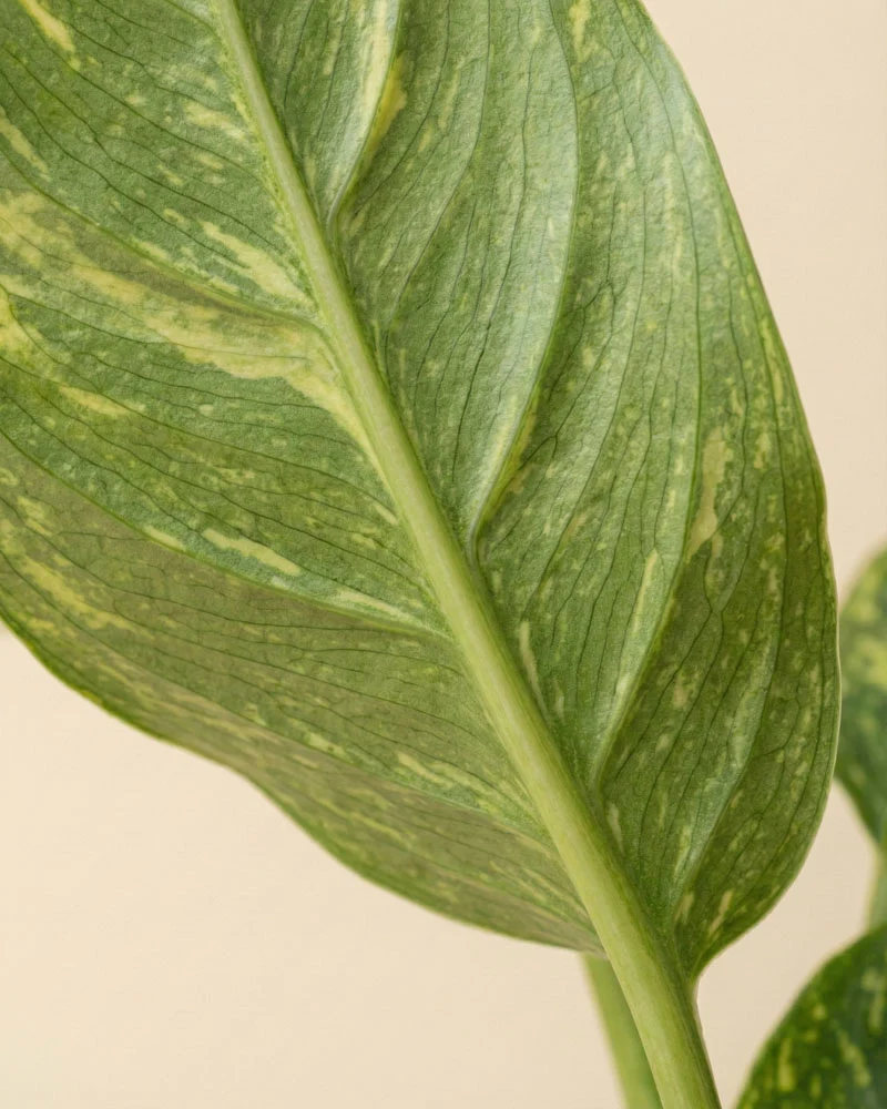 Philodendron 'Jose Buono' • feey