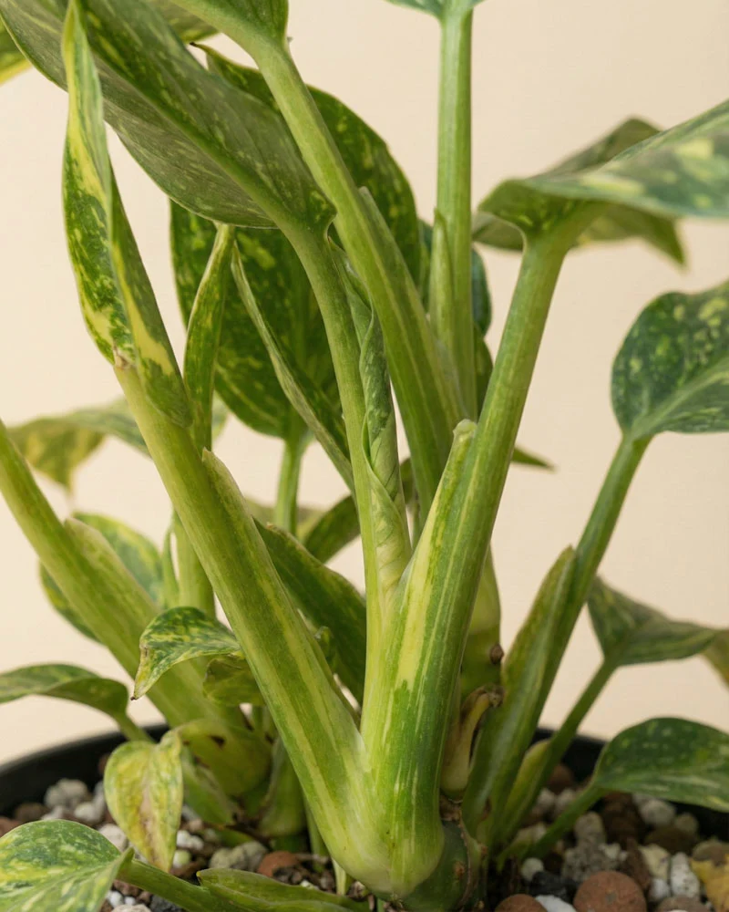 Philodendron 'Jose Buono' • feey