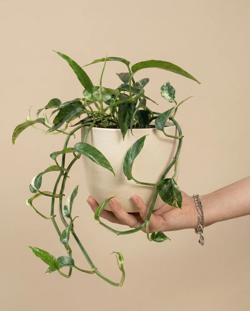 Epipremnum pinnatum variegata • feey