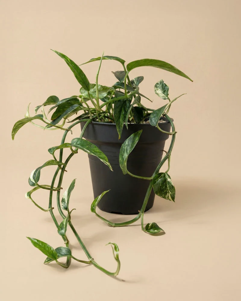 Epipremnum pinnatum variegata • feey