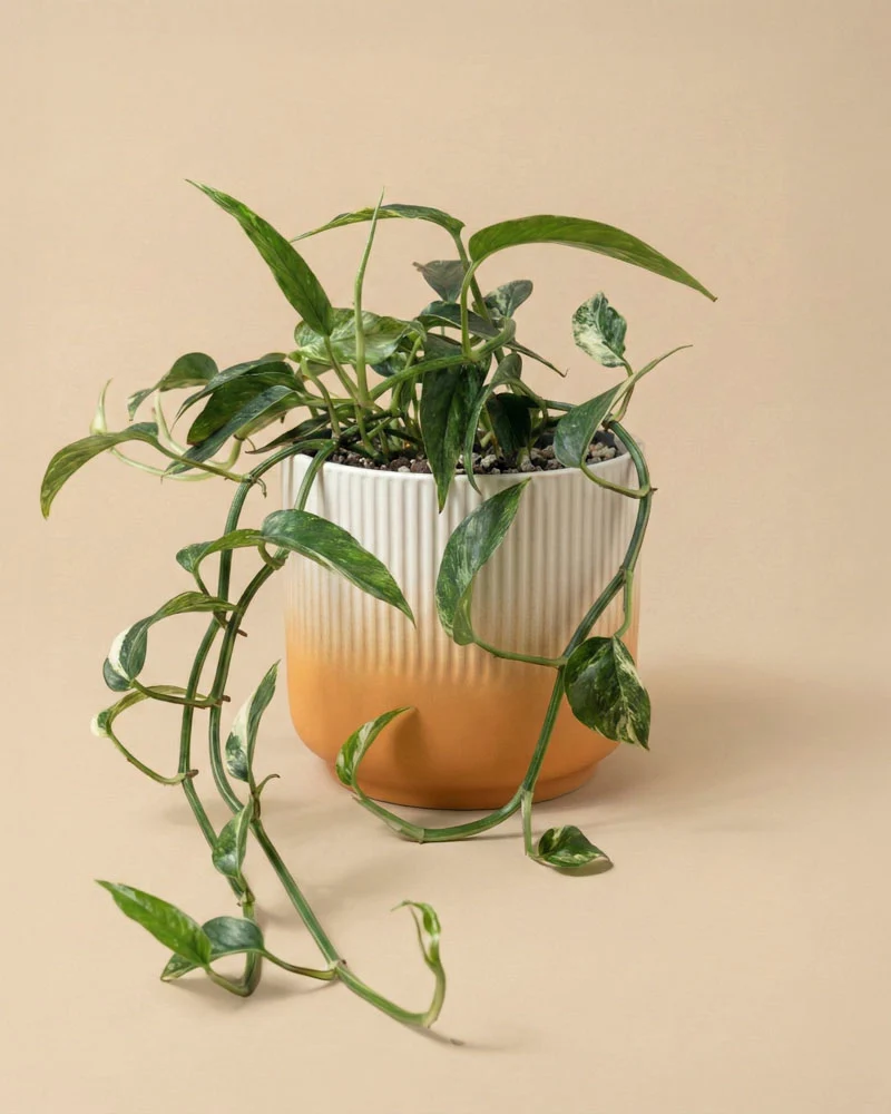 Epipremnum pinnatum variegata • feey
