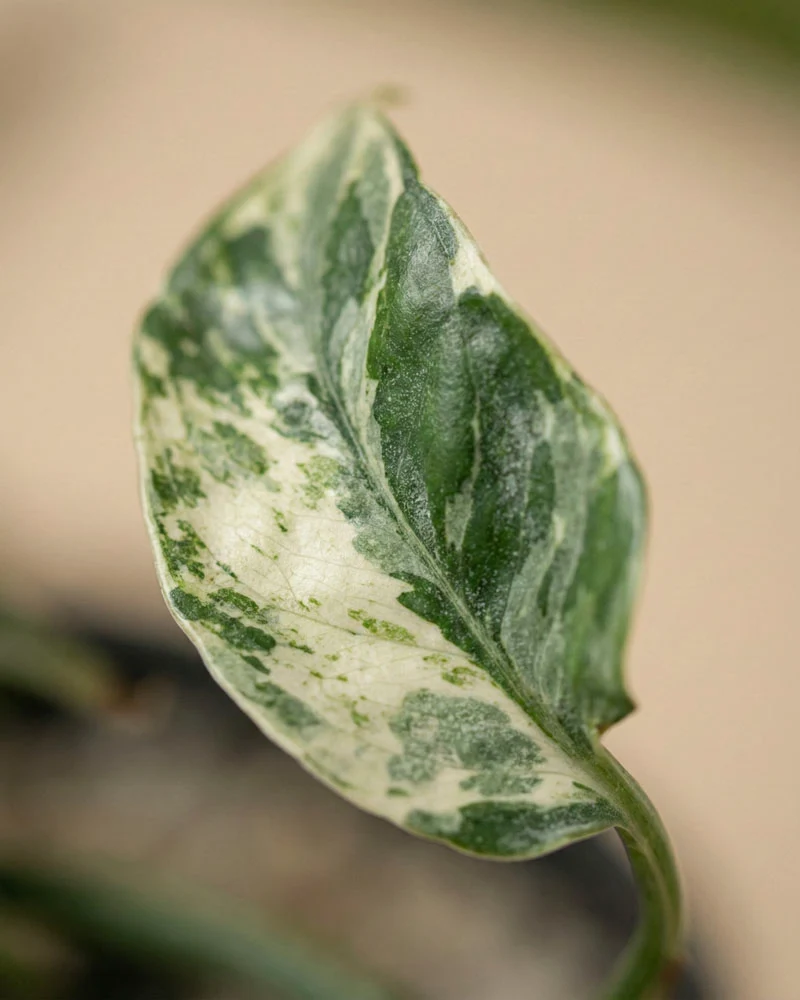 Epipremnum pinnatum variegata • feey