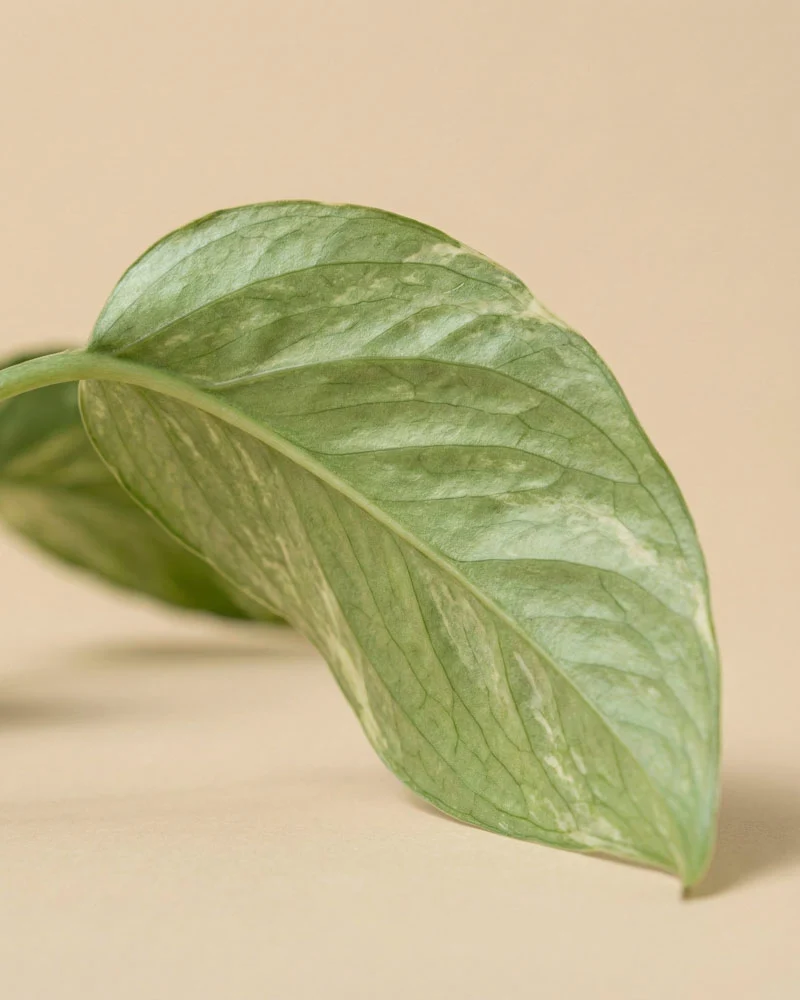 Epipremnum pinnatum variegata • feey