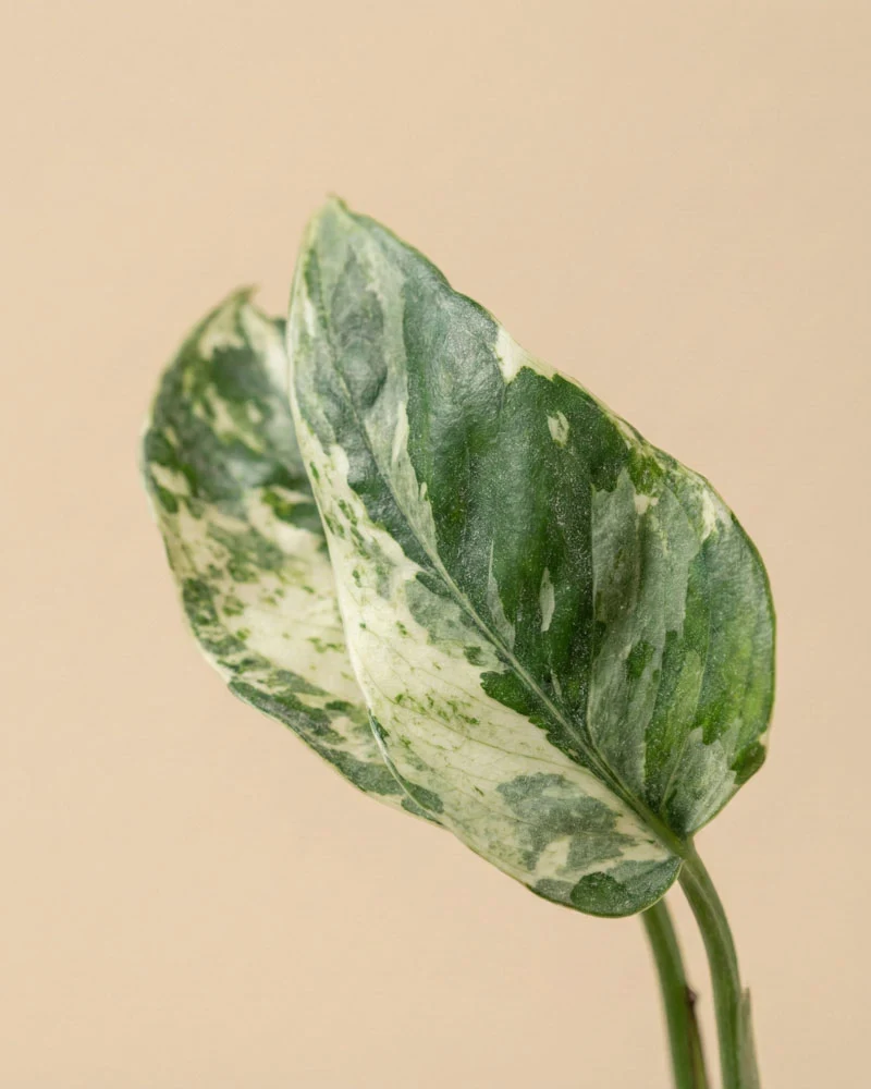 Epipremnum pinnatum variegata • feey