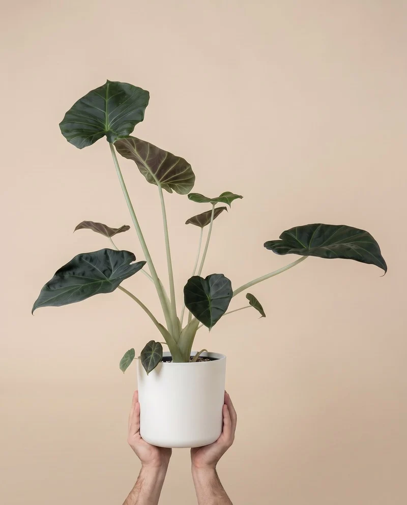 Alocasia 'Shields' • feey