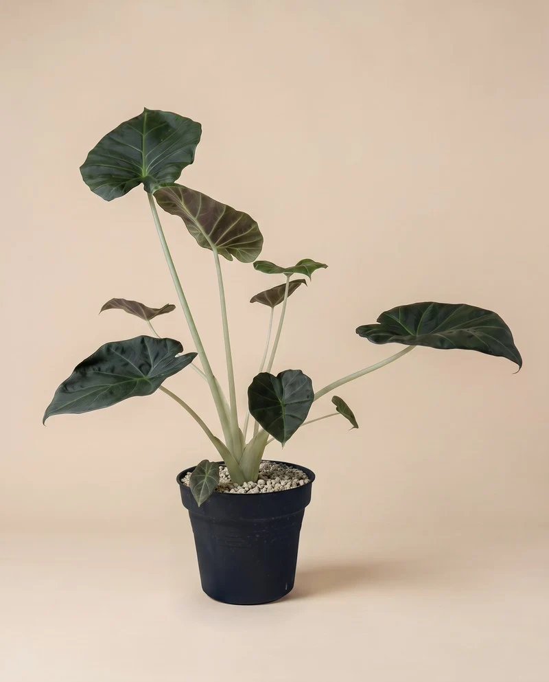 Alocasia 'Shields' • feey