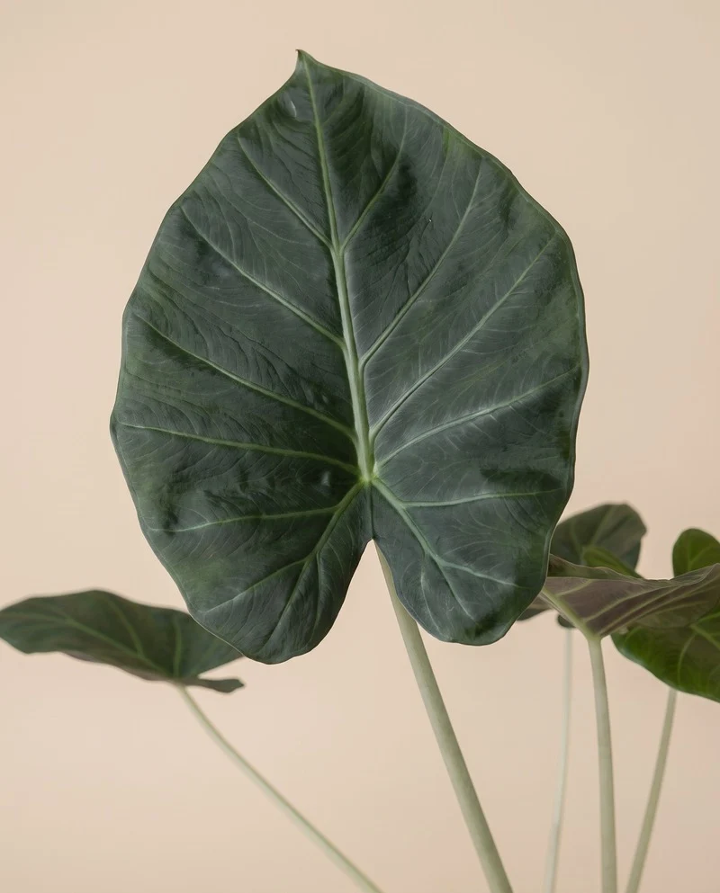 Alocasia 'Shields' • feey