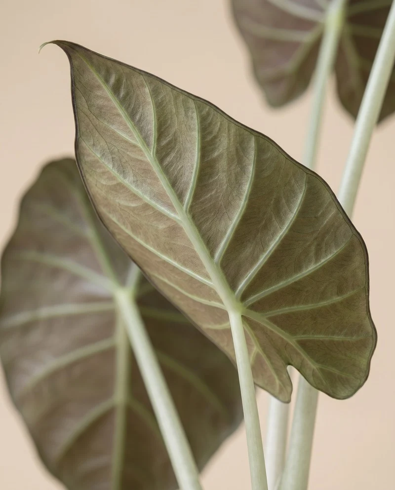 Alocasia 'Shields' • feey