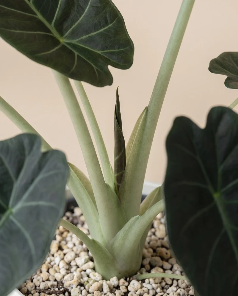 Alocasia 'Shields' • feey