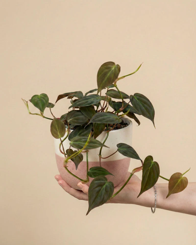 Philodendron micans • feey