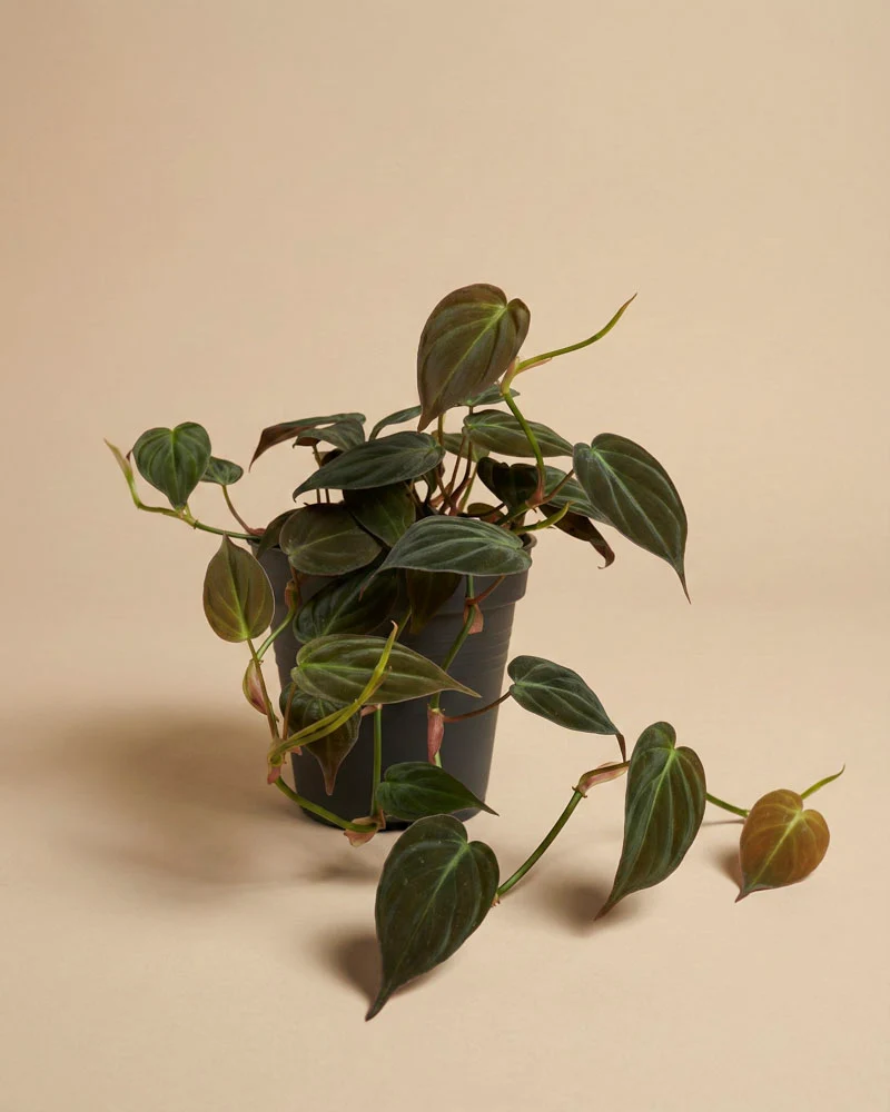 Philodendron micans • feey